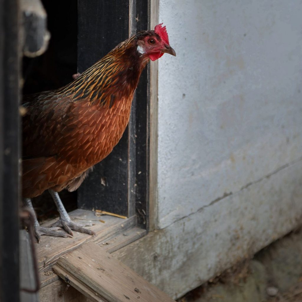 Hen auf dem Weg aus dem Hühnerstall