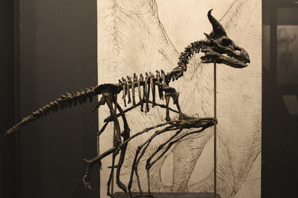 Small skeleton of dragon