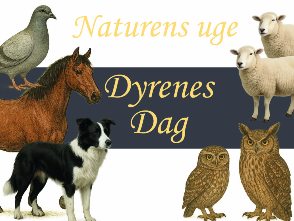 Dyrenes dag med tegninger af de dyr du kan møde - due, hest, hund, får og ugler.