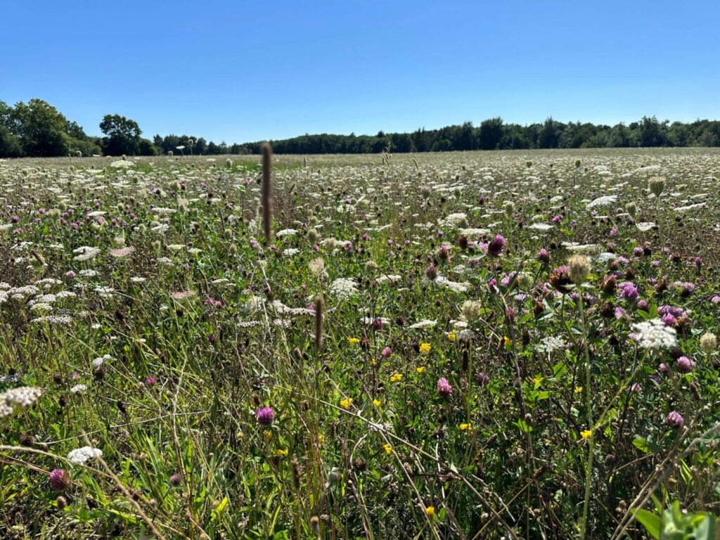 Blomstereng i Søholt Storskov