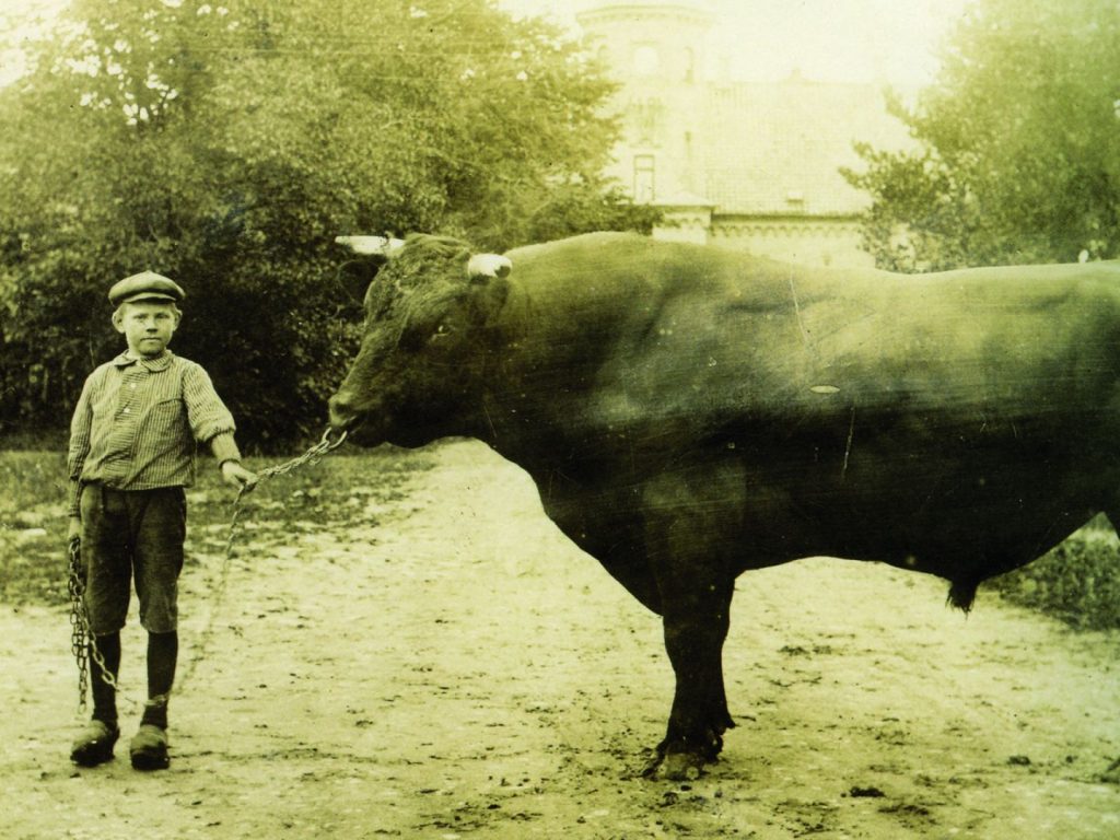 Little boy holding big bull using nose ring