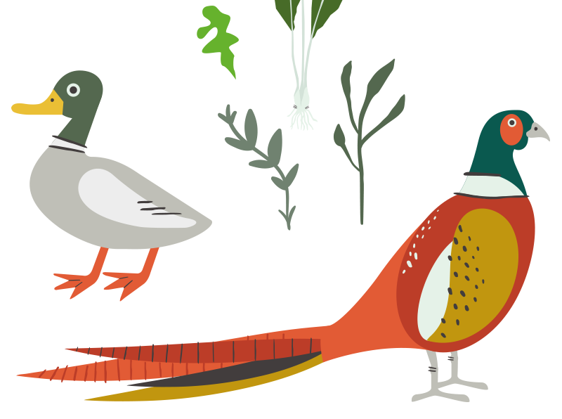 Graphics of pheasant and duck