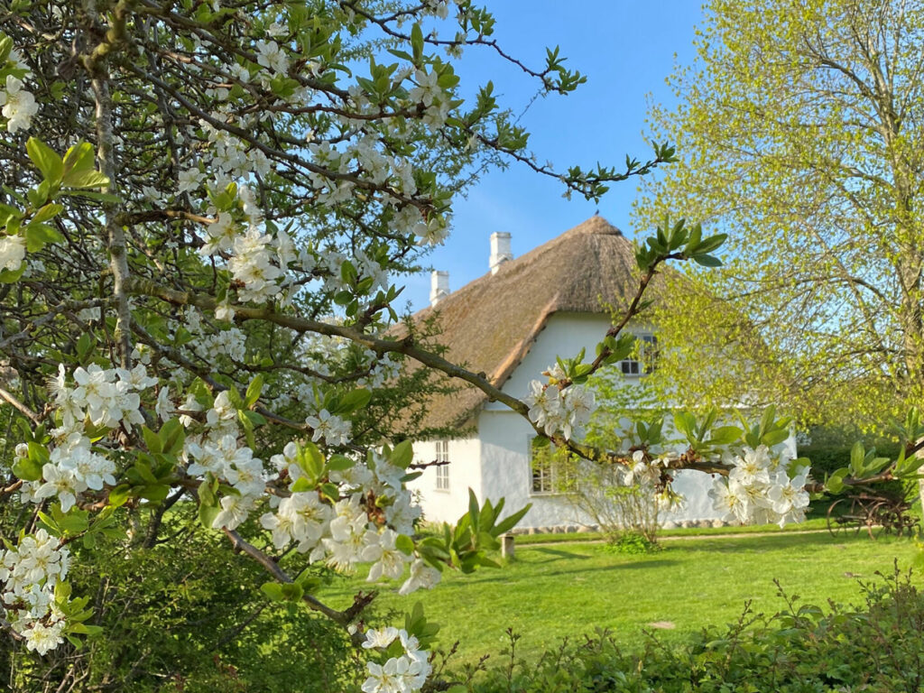 Et forårsbillede af et af de gamle huse på Maribos frilandsmuseum , omkranset af blomstrende mirabeller.