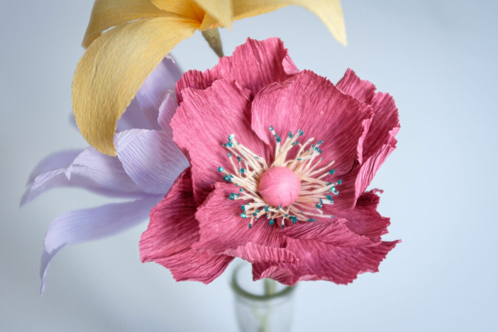 Rosa papirblomst med tydelige støvdragere.