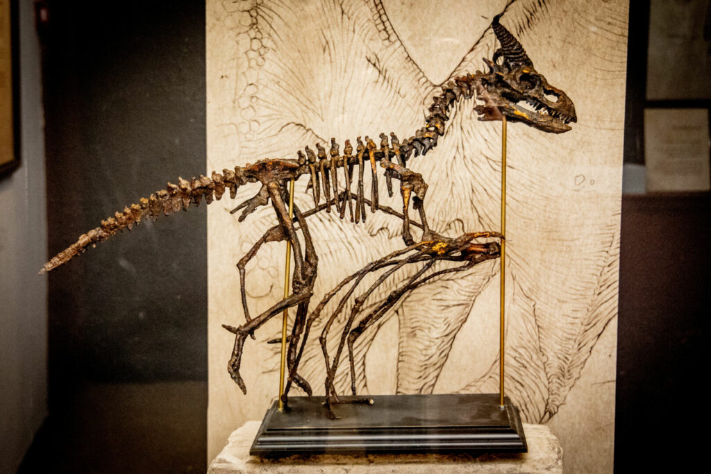 Skelett eines Drachen im Museum Obscurum