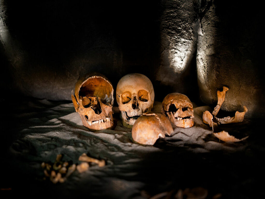 Fire kranier og andre skeletdele lagt ud på et tæppe i dunkel belysning.