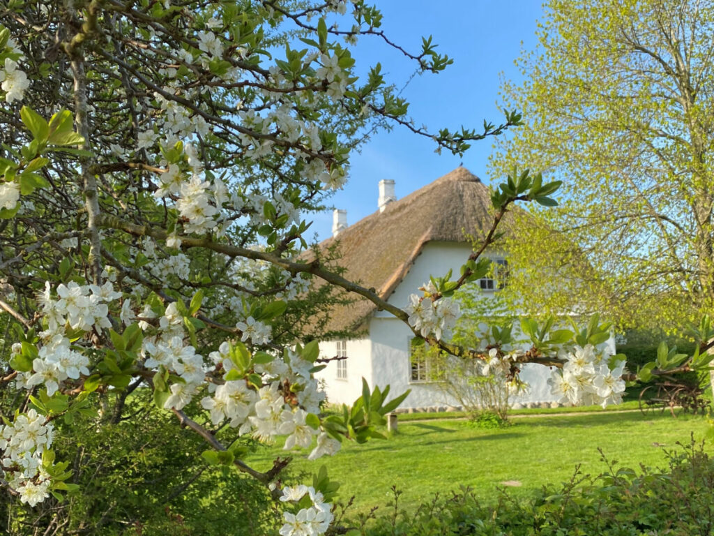 Stråtækt hus på Maribos frilandsmuseum set fra gavlen. I forgrunden blomstrende mirabeller.
