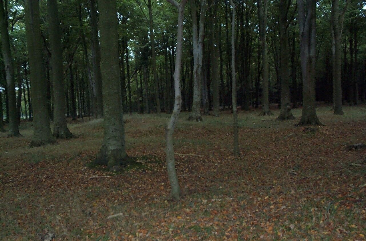 Grabhügel im Wald von Vindeholme.