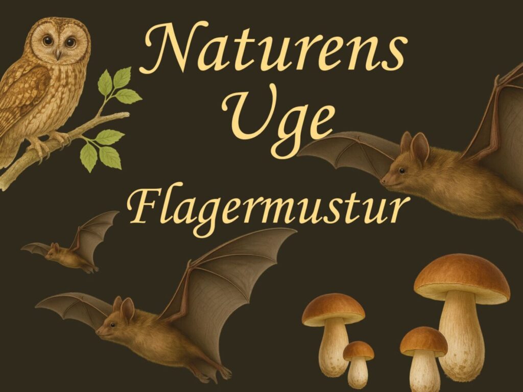 Naturens uge Flagermus