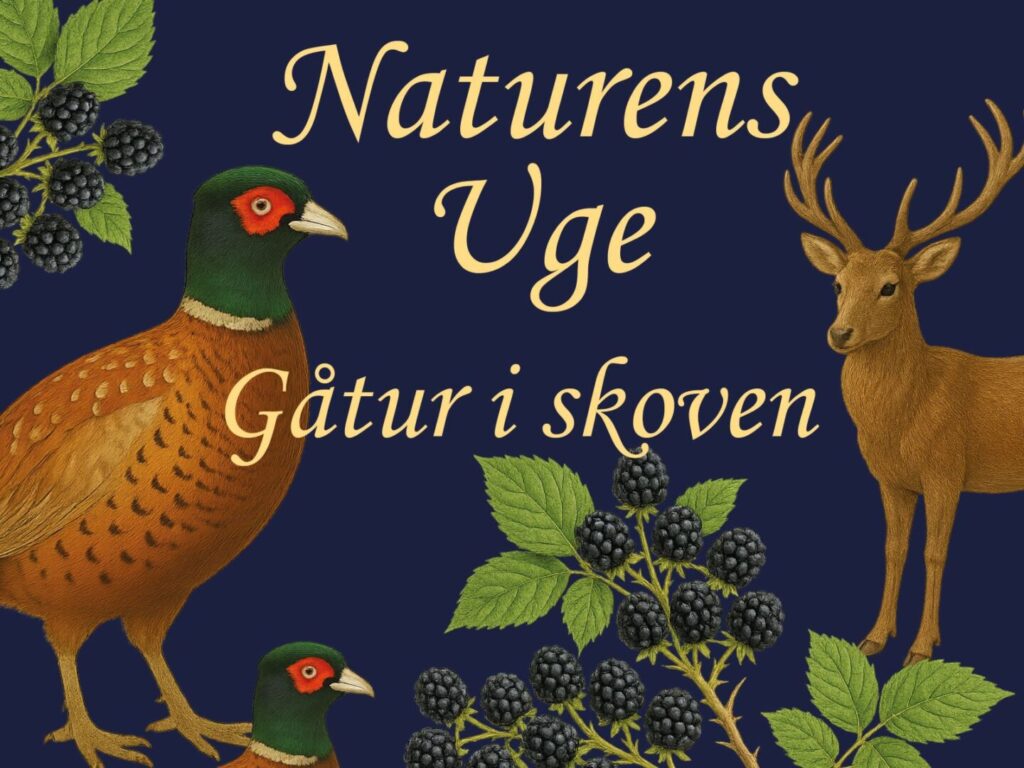Naturens uge Gåtur i skoven